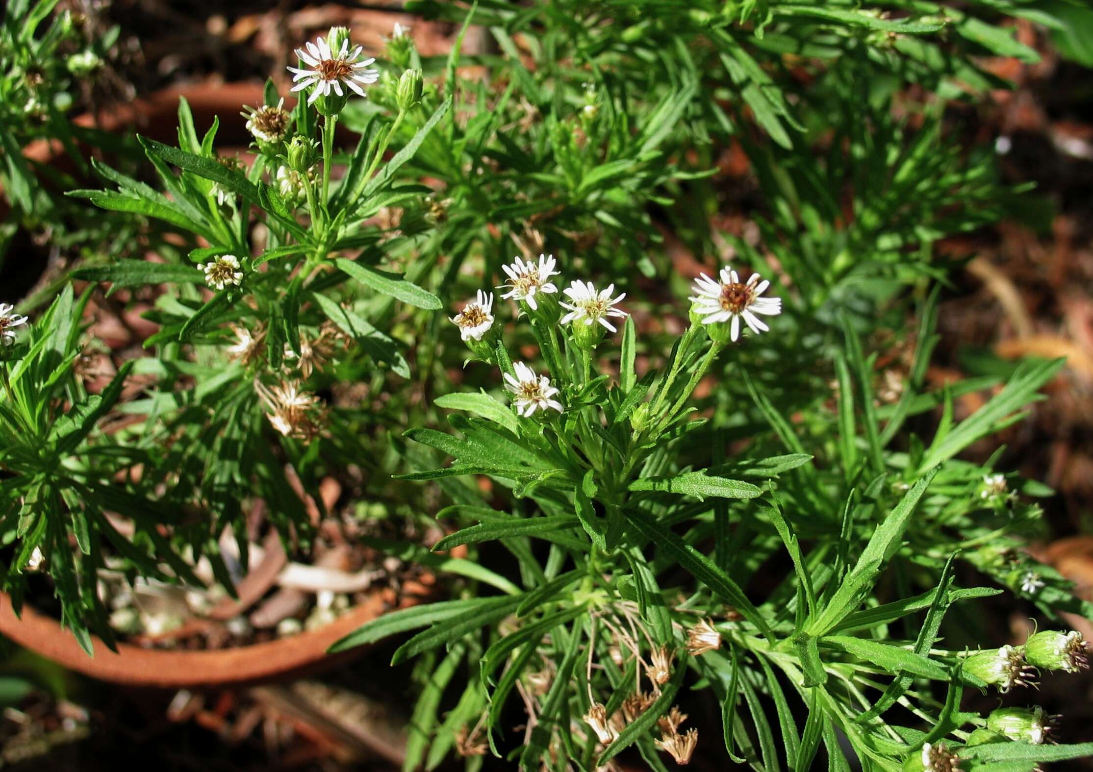 Image de Tetramolopium lepidotum subsp. lepidotum