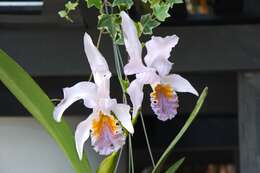 Imagem de Cattleya mossiae C. Parker ex Hook.