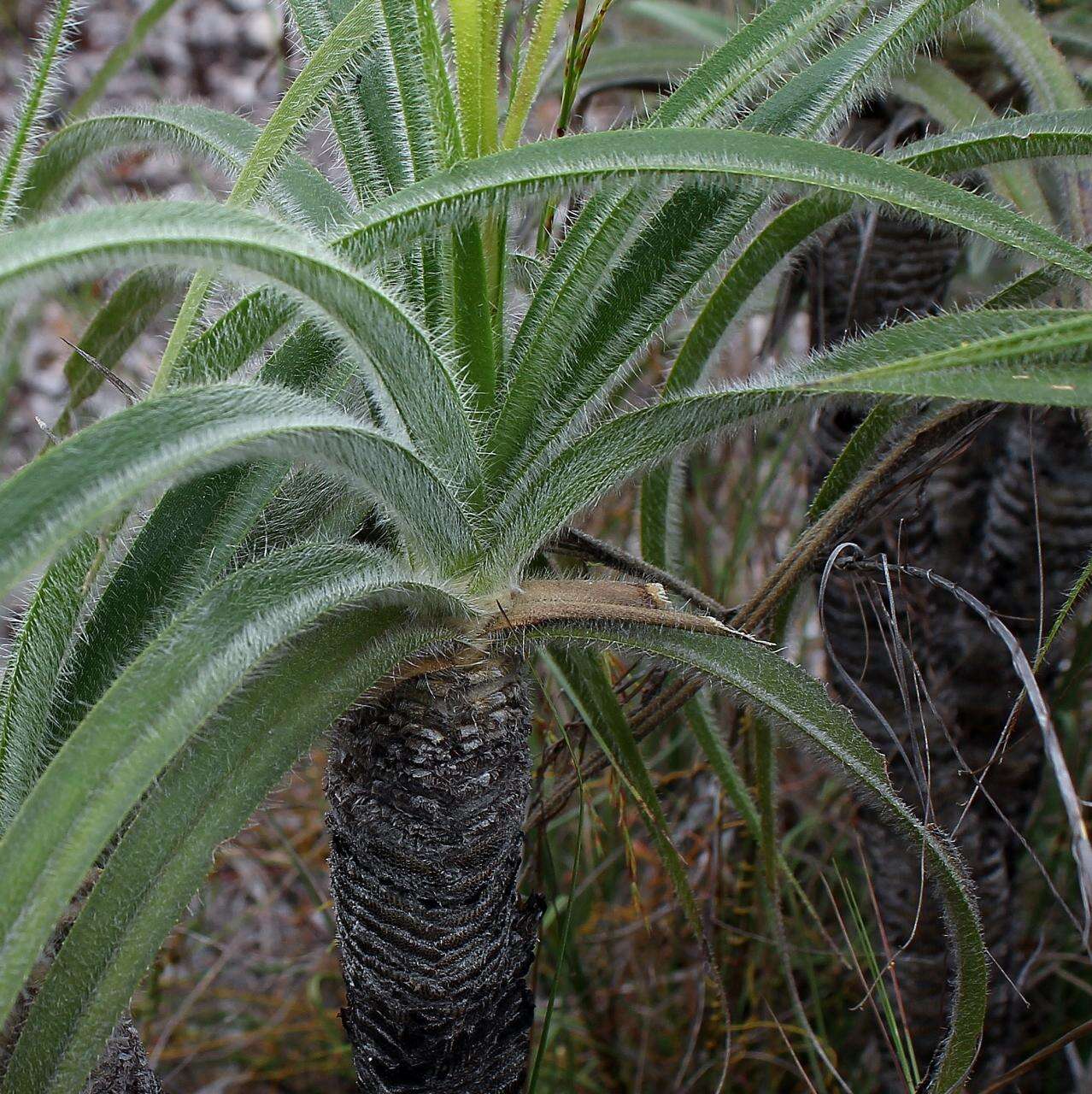 صورة Velloziaceae