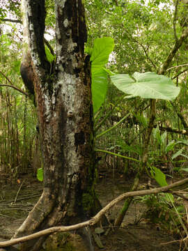 Image of Philodendron pterotum K. Koch & Augustin