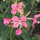 Image of Canadian hawkweed