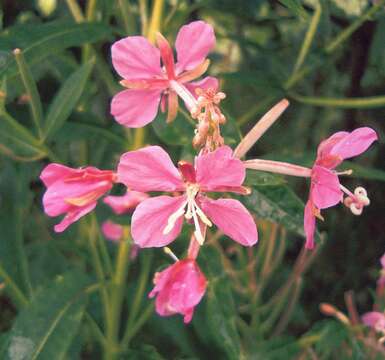 Sivun Hieracium umbellatum subsp. umbellatum kuva