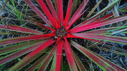 Image of Bromelia unaensis Leme & Scharf