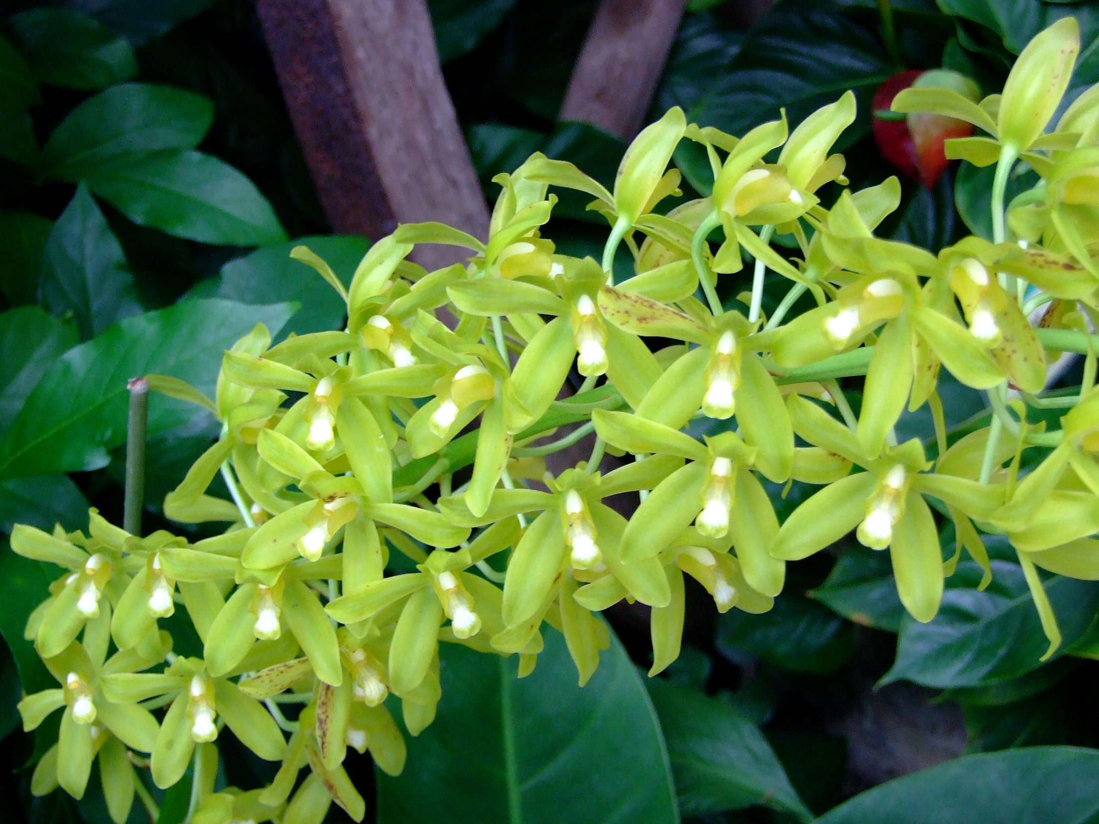 Imagem de Grammatophyllum scriptum (L.) Blume