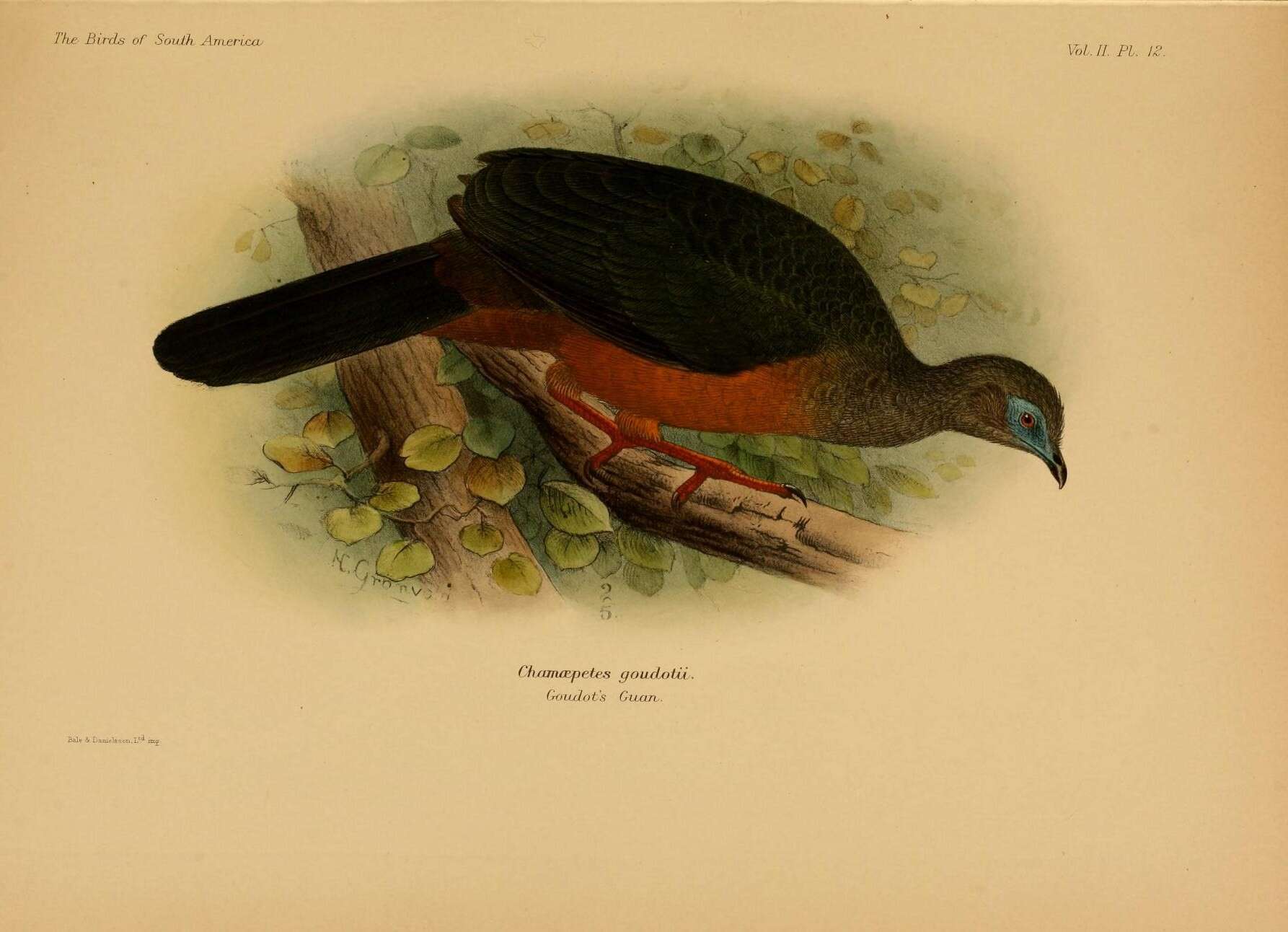 Image of Chamaepetes Wagler 1832