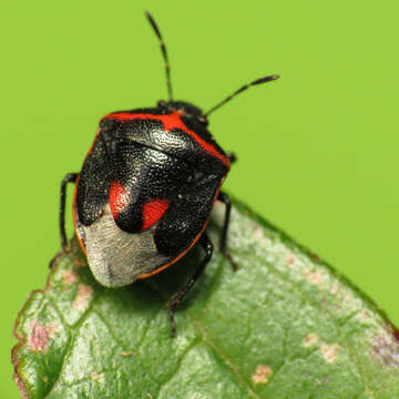 Image of Twice-stabbed Stink Bug