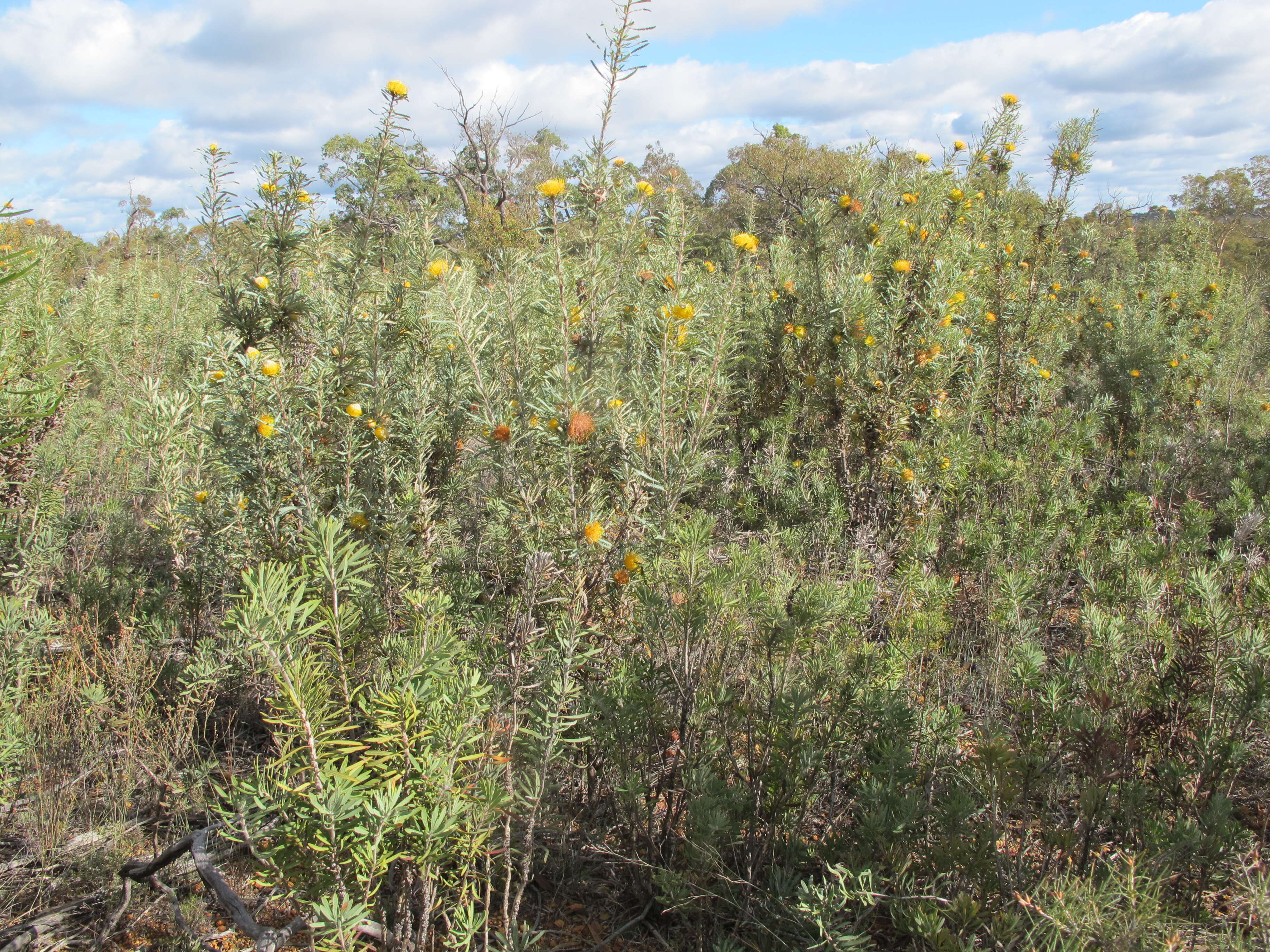 Image of Banksia stuposa (Lindl.) A. R. Mast & K. R. Thiele