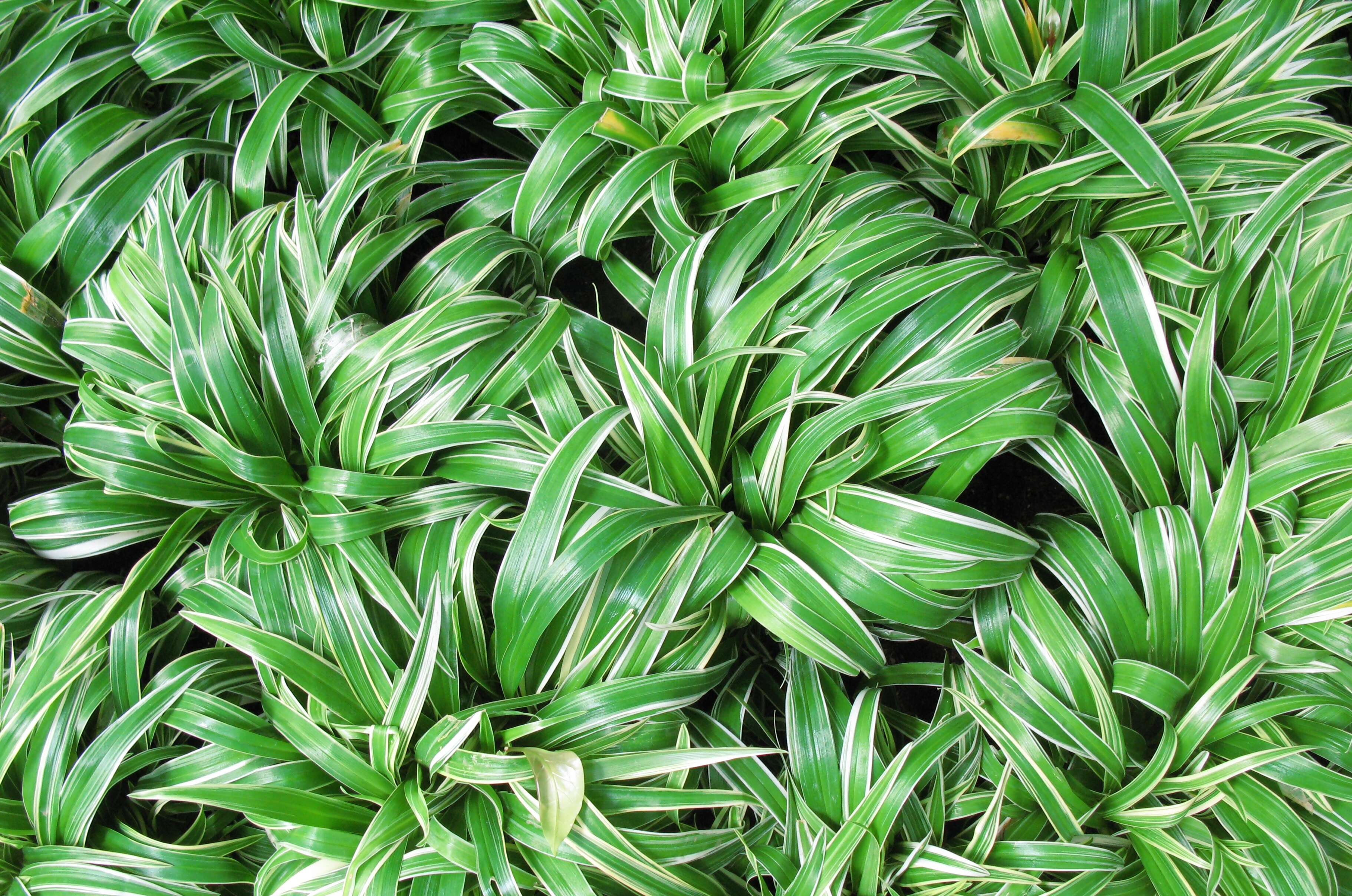 Image of chlorophytum