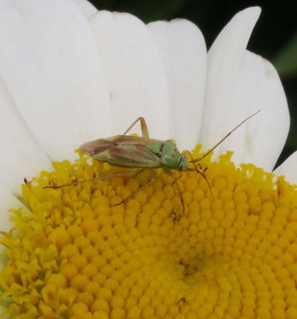 Image of Potato Bug