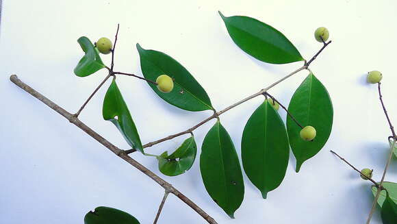 Myrcia racemosa (O. Berg) Kiaersk. resmi