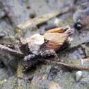 Image of Mexican Pygmy Grasshopper