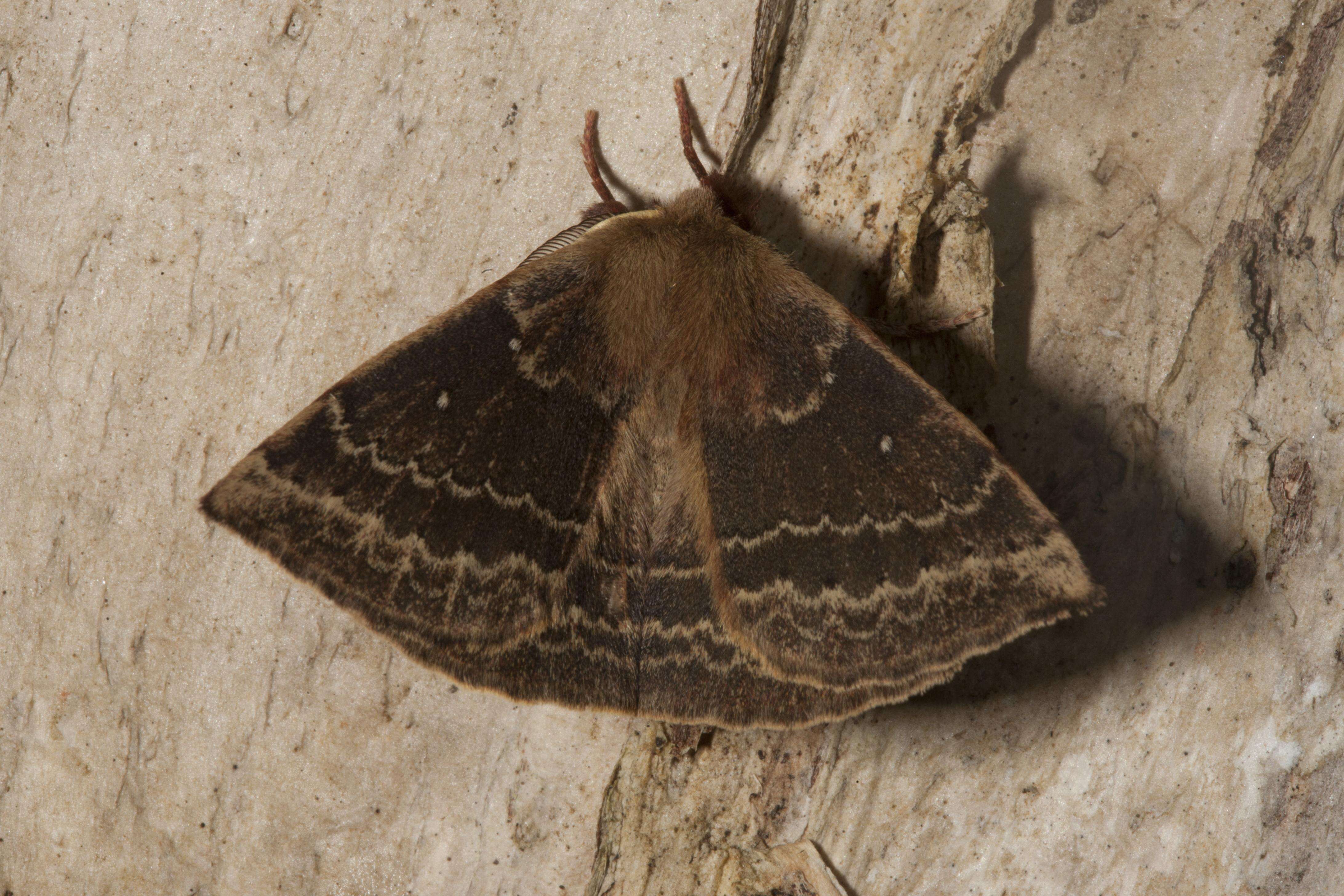 Image of Australian lappet moths