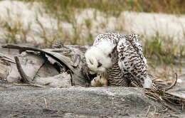 Image of Eagle-owls