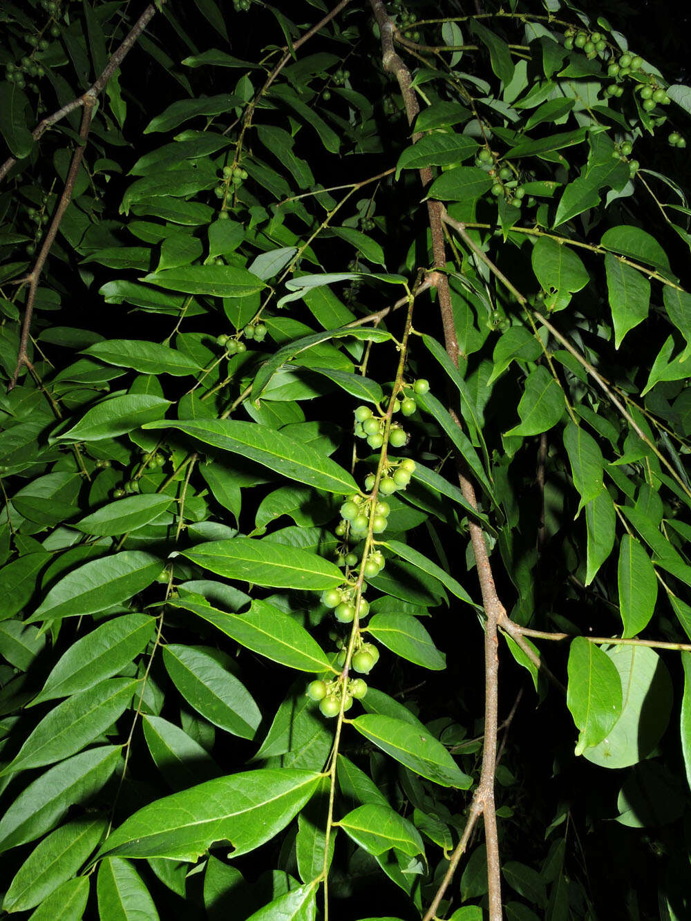 Image de Phyllanthus skutchii Standl.