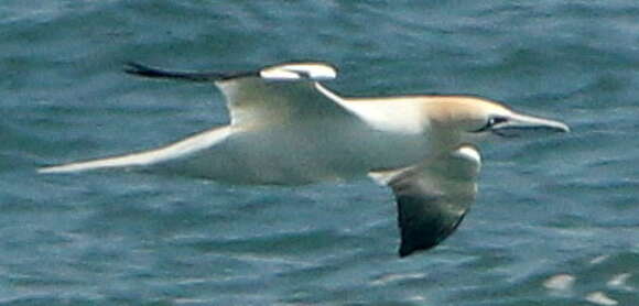 Image of Gannet