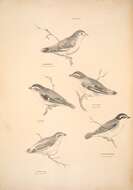 Imagem de Pardalotus rubricatus Gould 1838