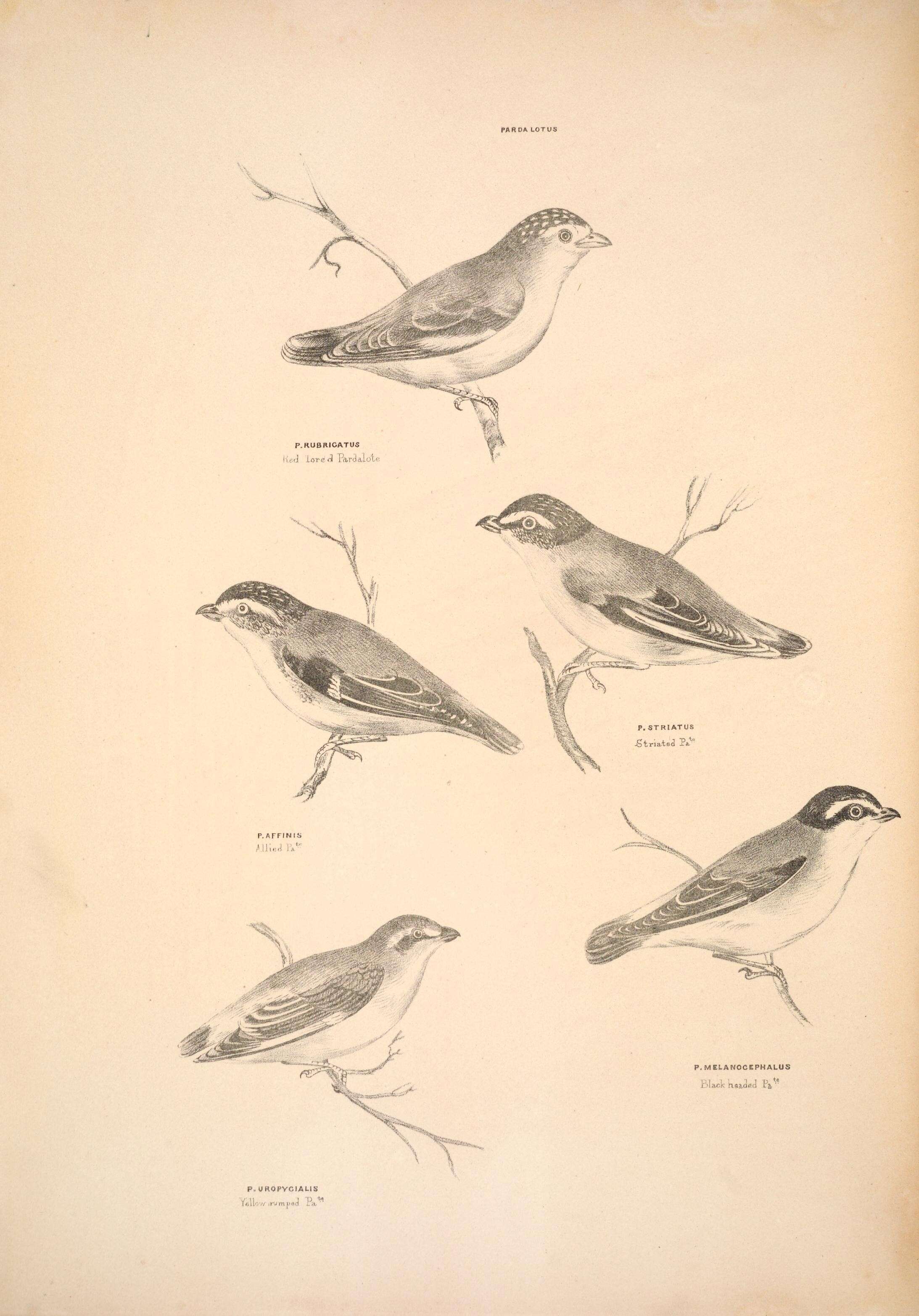 Imagem de Pardalotus rubricatus Gould 1838