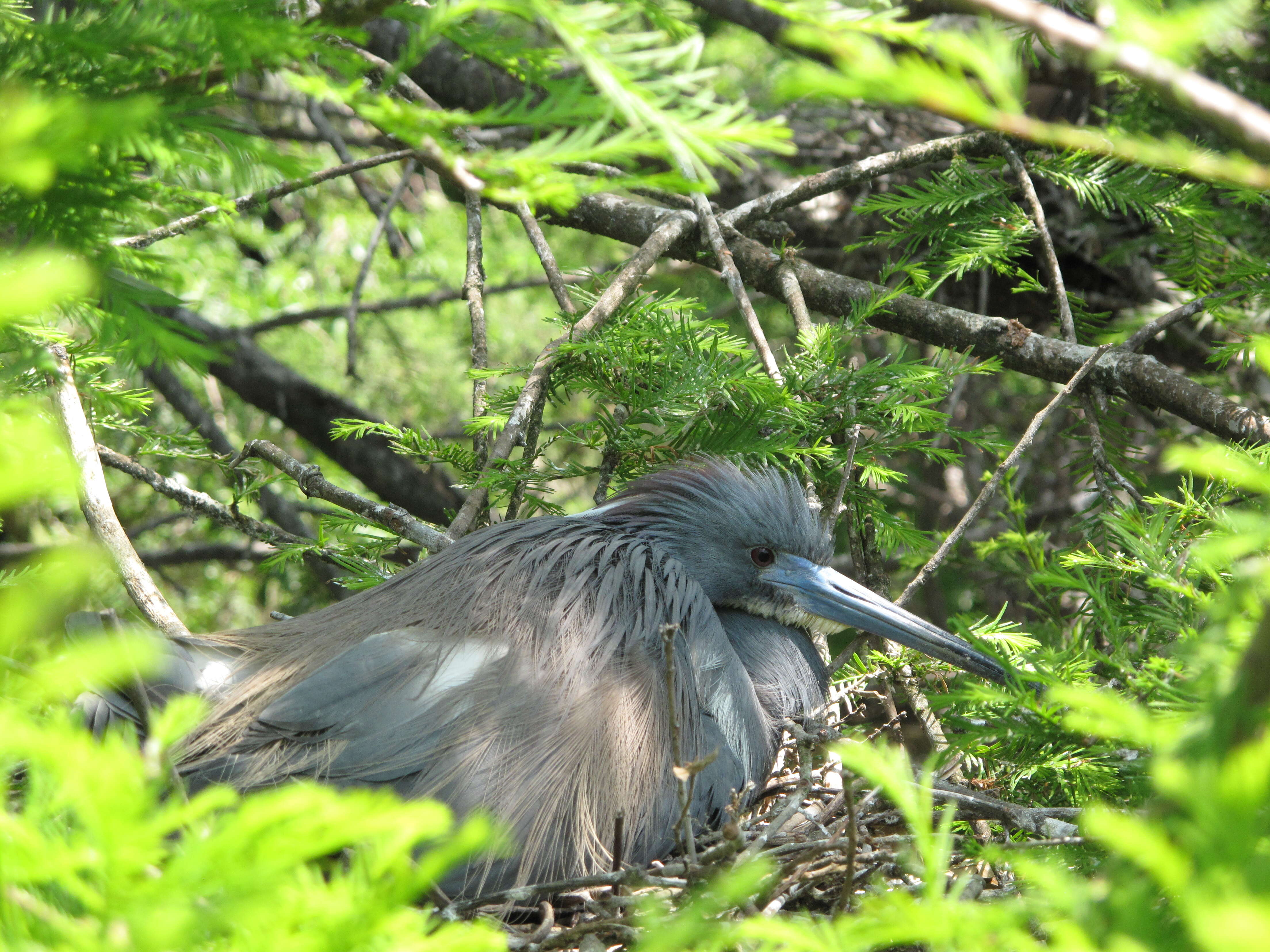 Слика од Egretta tricolor (Müller & Pls 1776)