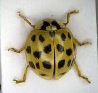 Image of Ladybird beetle