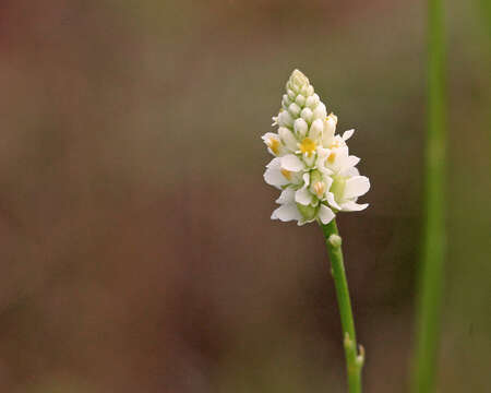 Plancia ëd Polygala setacea Michx.