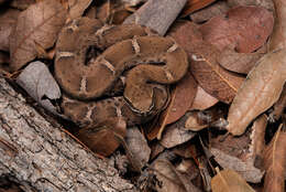 Image of Arizona ridge-nosed rattlesnake