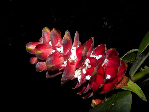 Image of Costus laevis Ruiz & Pav.