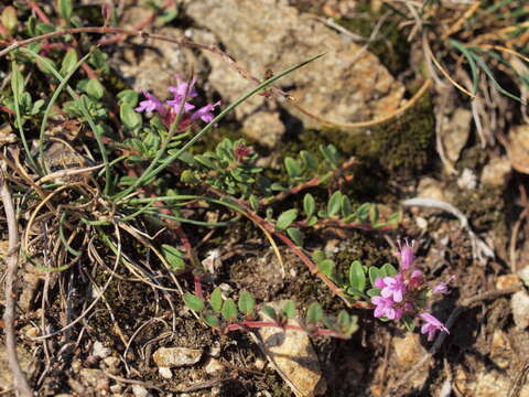 Thymus praecox Opiz resmi