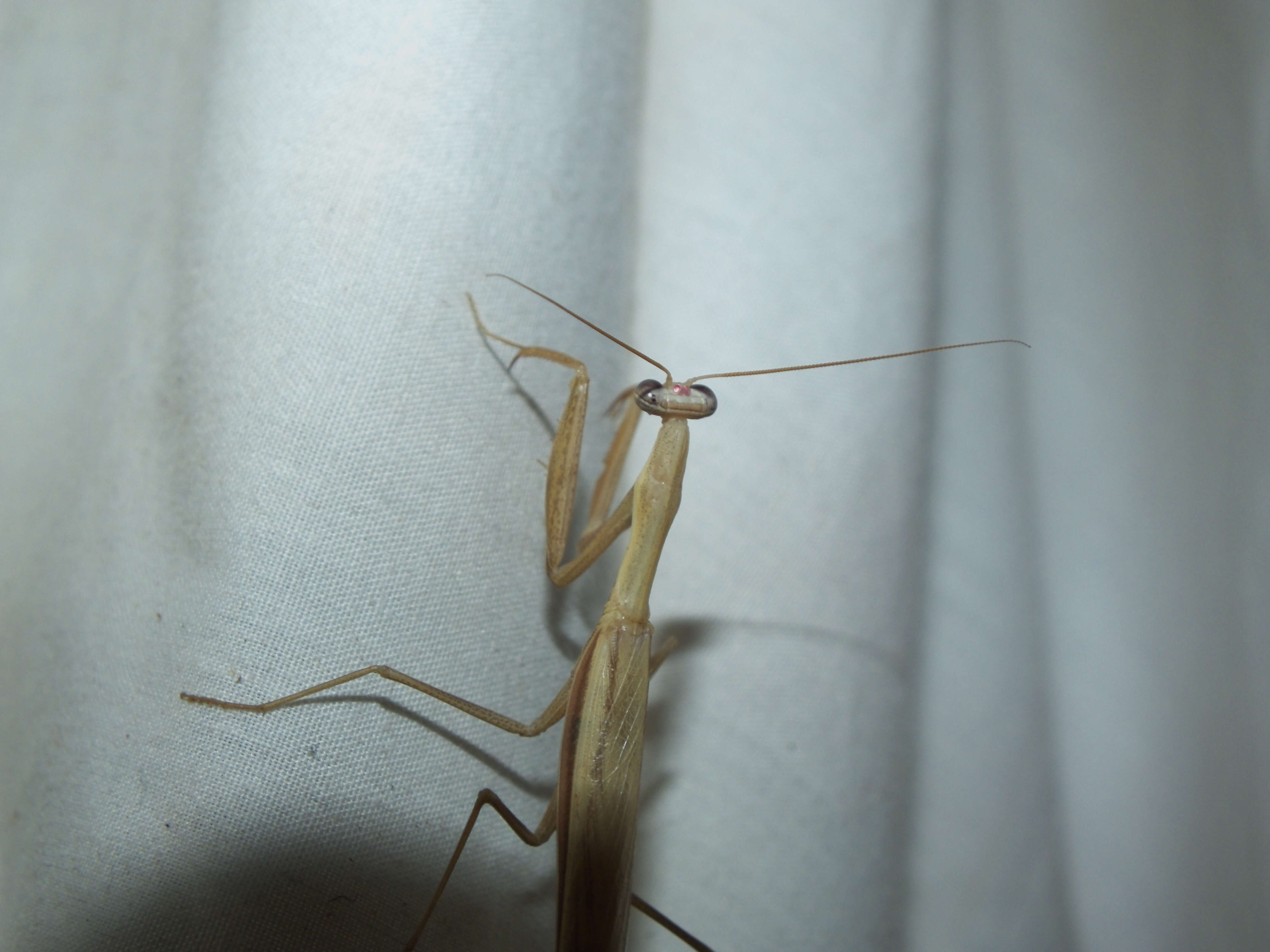 Image of praying mantises