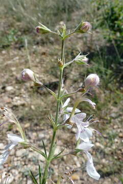 Image of Teucrium pseudochamaepitys L.