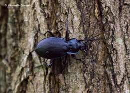 Image of Carabus (Eucarabus) catenulatus catenulatus Scopoli 1763