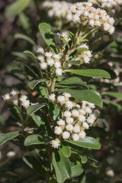 Ozothamnus antennaria (DC.) Hook. fil. resmi