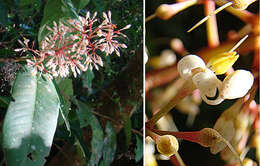 Image de Ardisia costaricensis Lundell