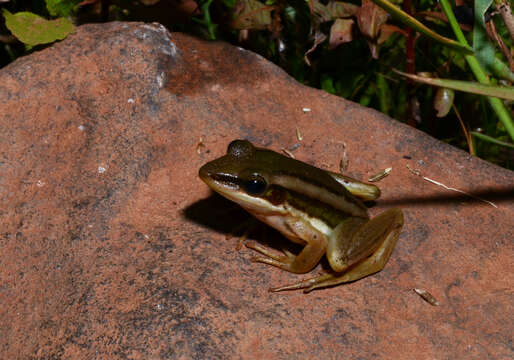 صورة Hylarana erythraea (Schlegel 1837)