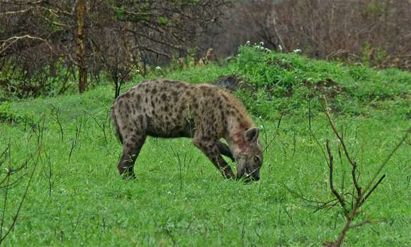 Image of Spotted Hyaenas