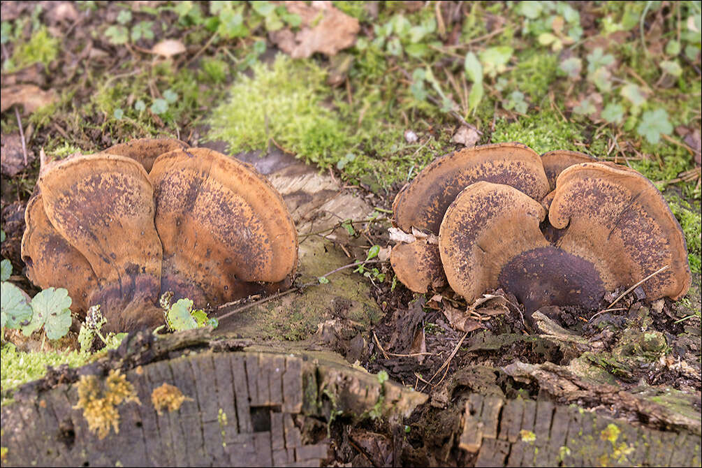 Image of Late fall polypore