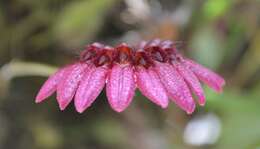 Image of Bulbophyllum corolliferum J. J. Sm.