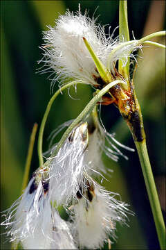 Image of cottongrass