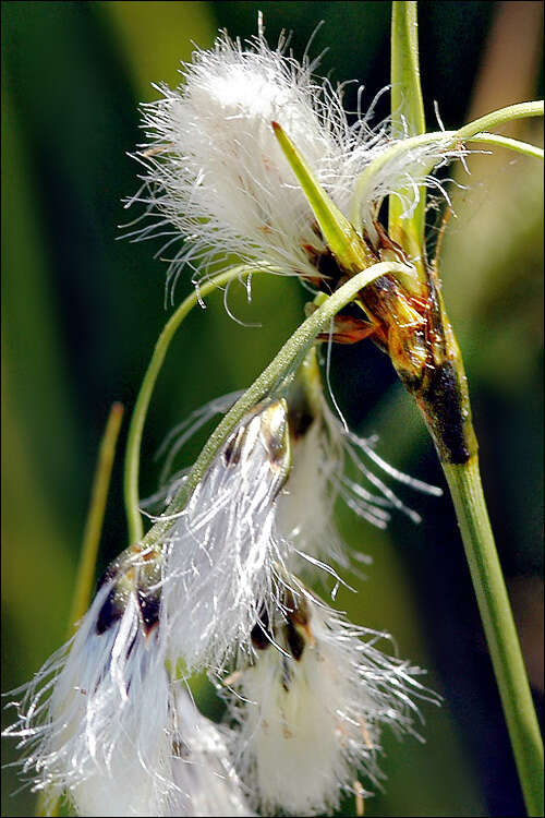 Image of broad-leaved cottongrass