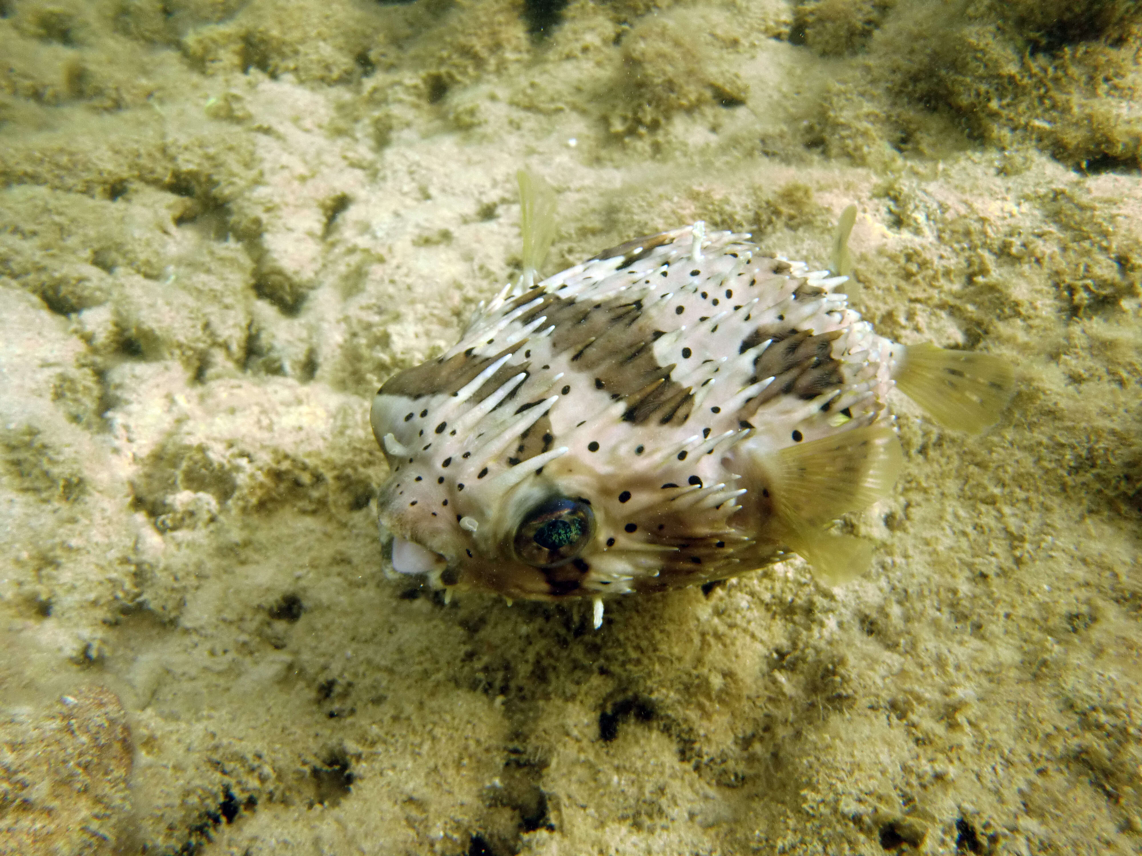 Image of Porcupinefish