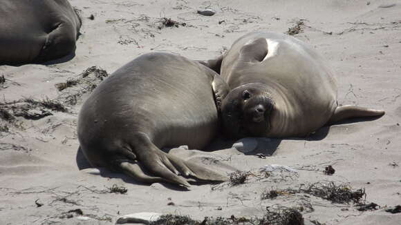 Image of Northern Elephant Seal