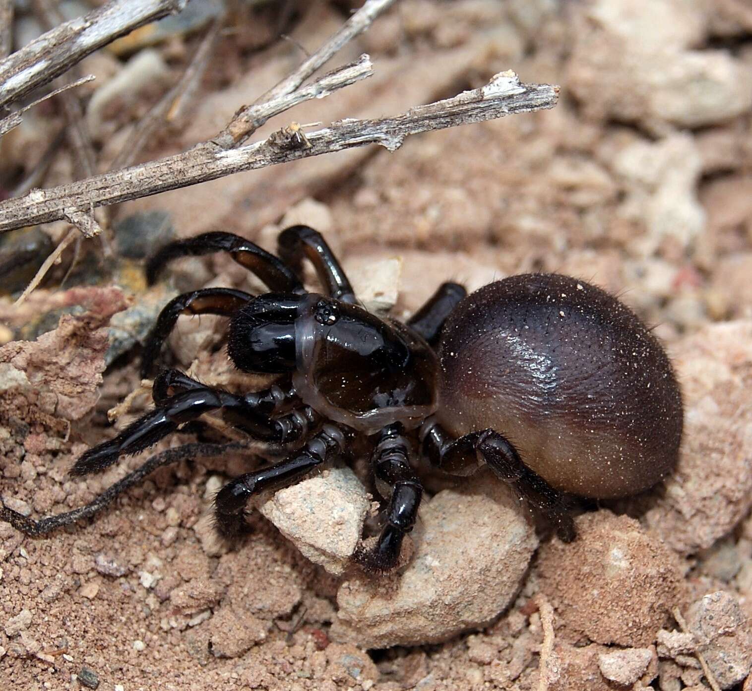 Image de Halonoproctidae