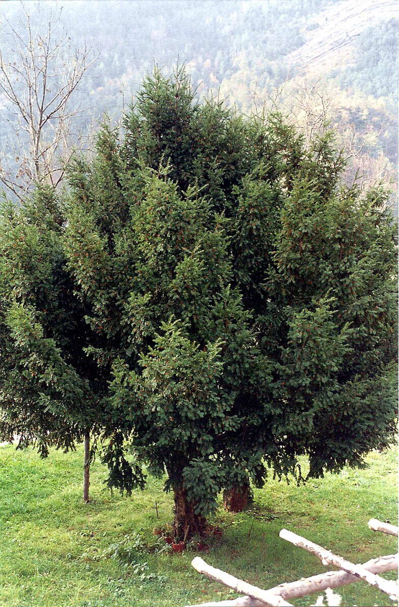 Image of yew