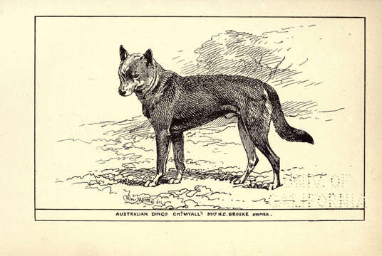 Image of gray wolf