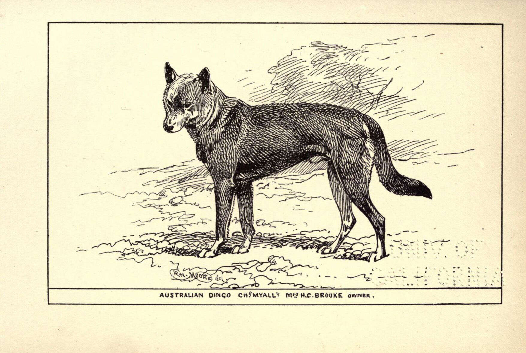 Слика од Canis lupus dingo Meyer 1793