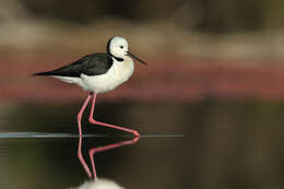 Image of Black-winged Stilt