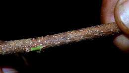 Image of Casearia bahiensis H. O. Sleum.