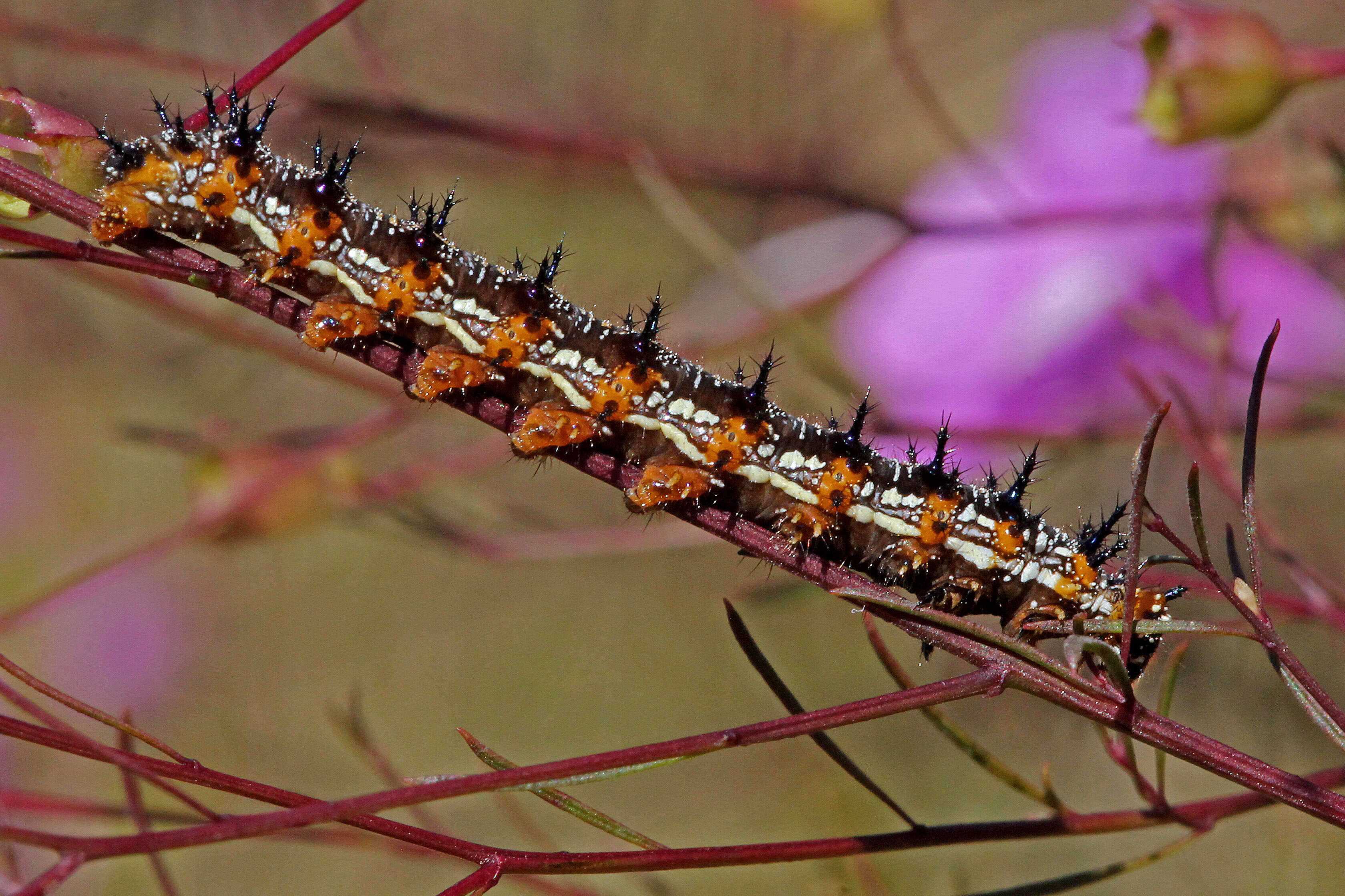 Image of Common buckeye