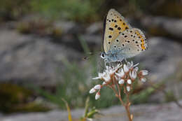 Imagem de Lycaena alciphron (Rottemburg 1775)