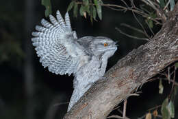 Image of Tawny Frogmouth