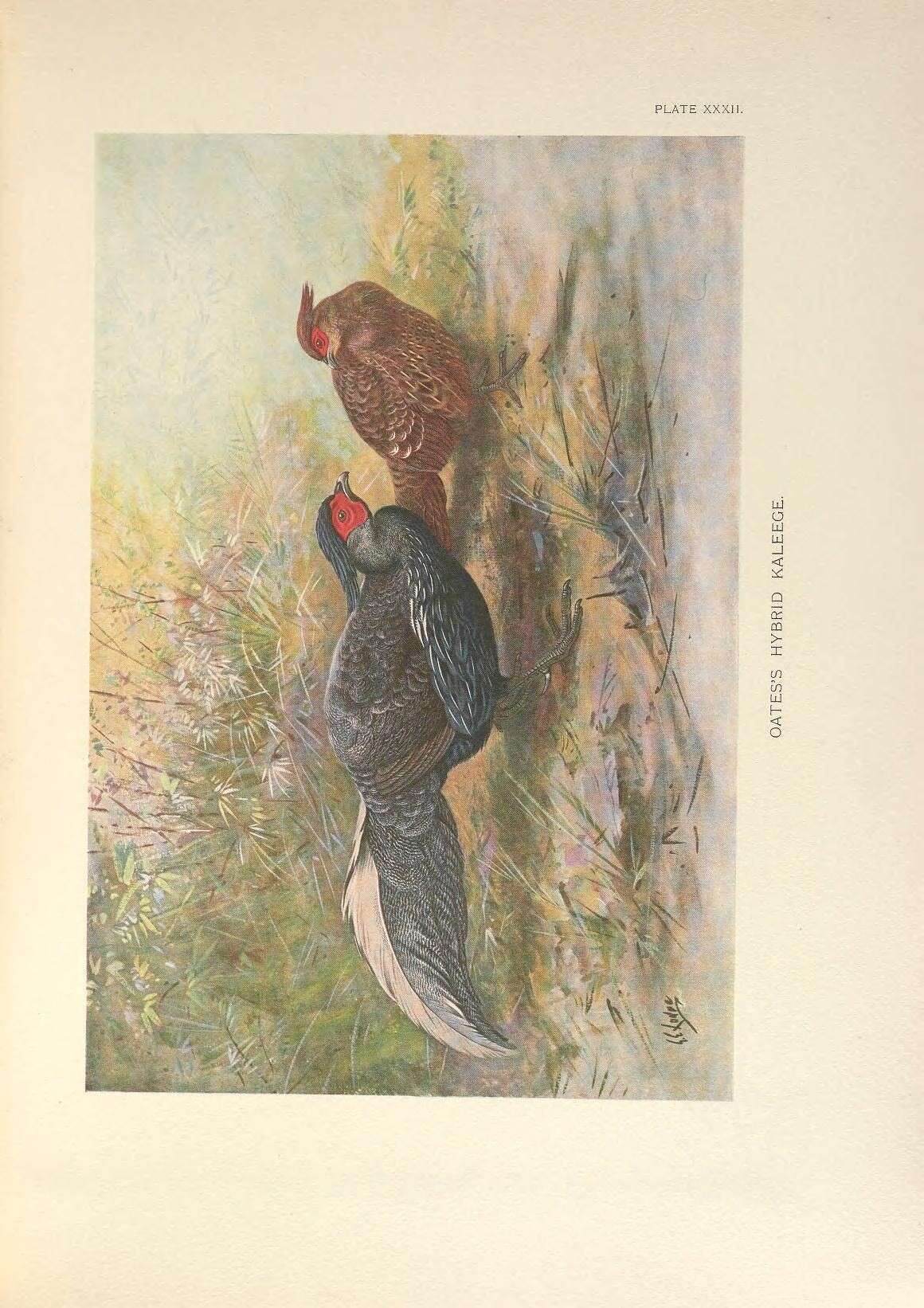 Image of Lophura leucomelanos oatesi (Ogilvie-Grant 1893)